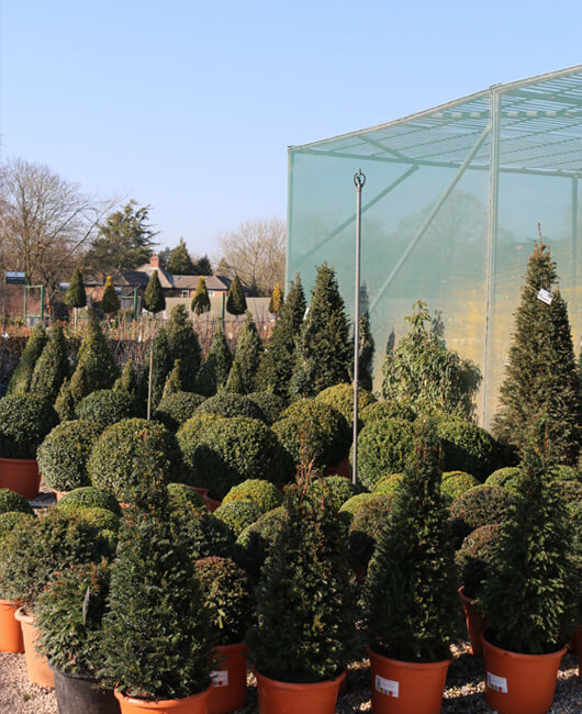Topiary | Johnsons of Whixley Xpress
