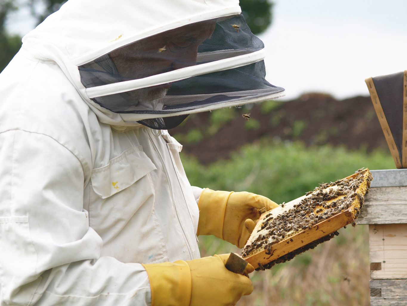 Bee keeping to help prevent a declining population