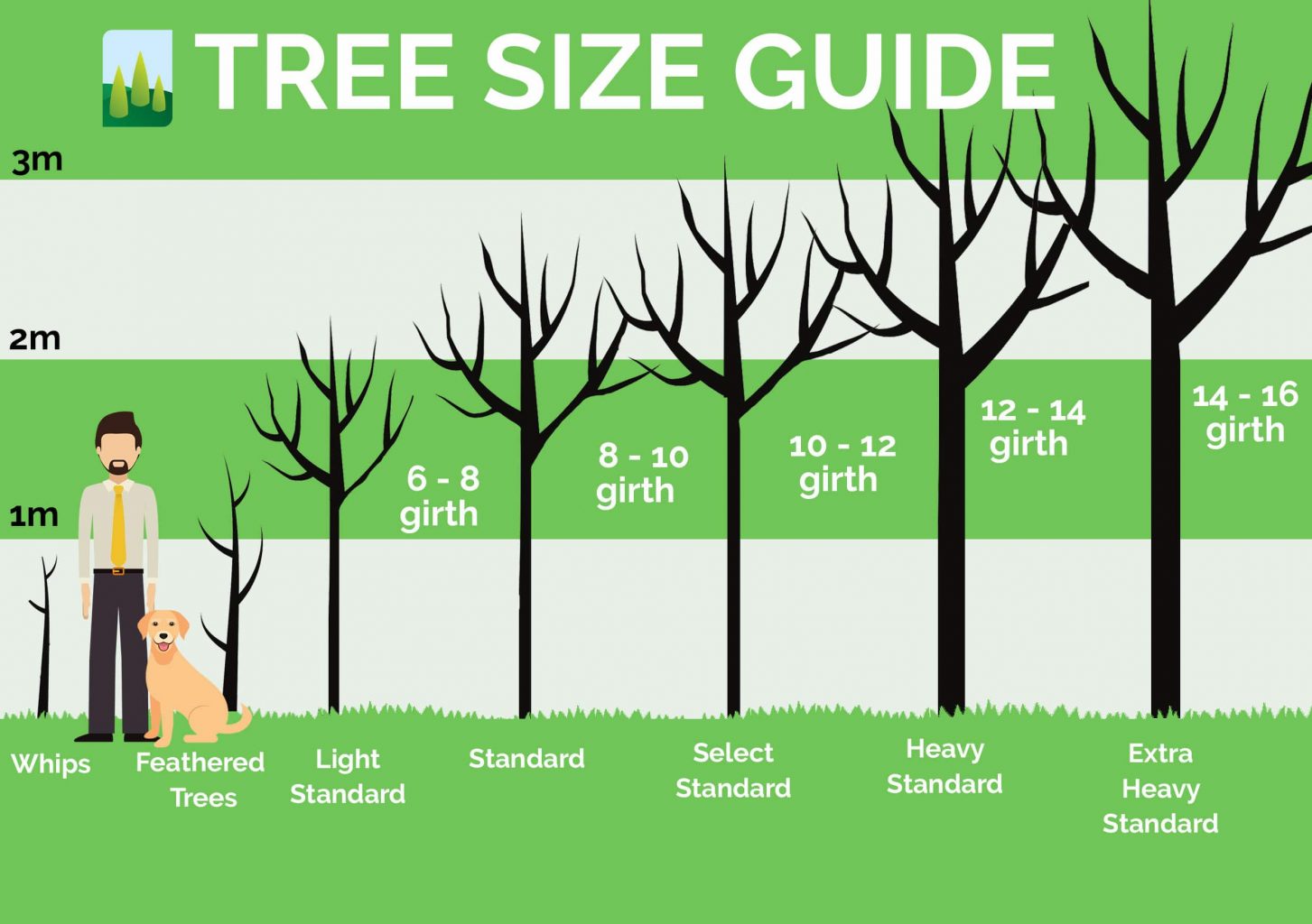 Tree Size Guide - Commercial Nursery | Johnsons Of Whixley Home ...