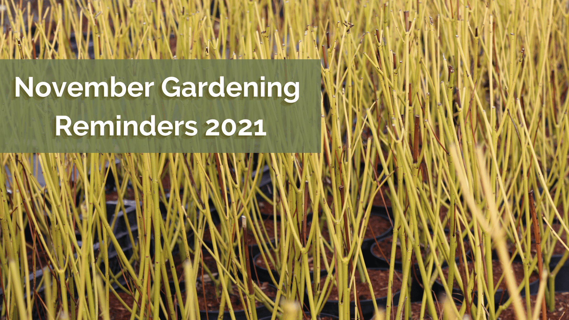 November Gardening Reminders 2021