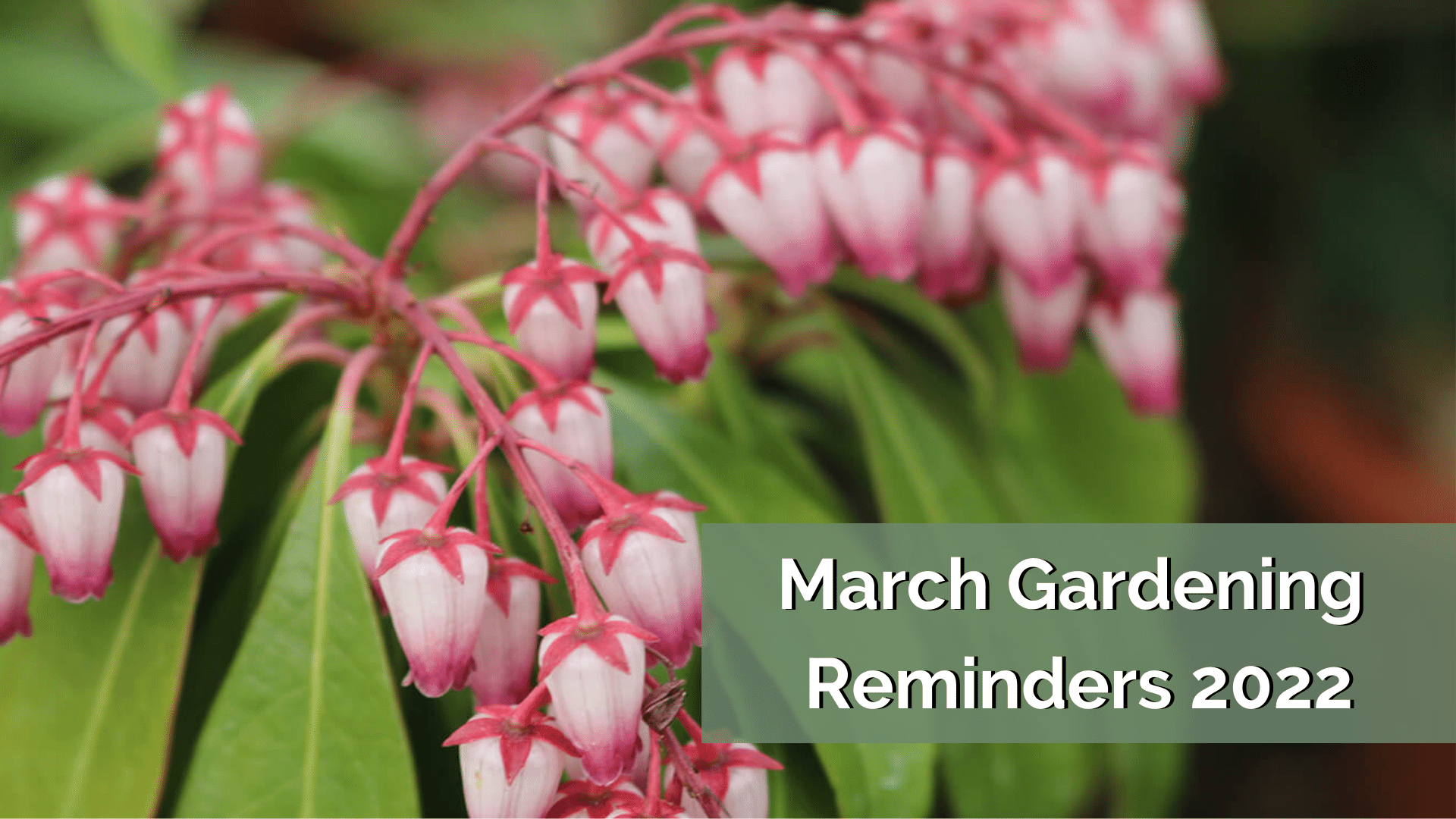 March Gardening Reminders 2022