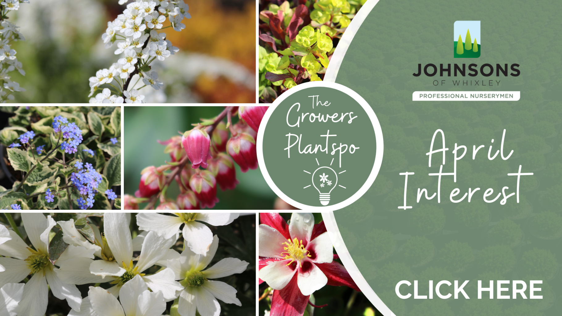 The Growers Plantspo - Plants for April Interest